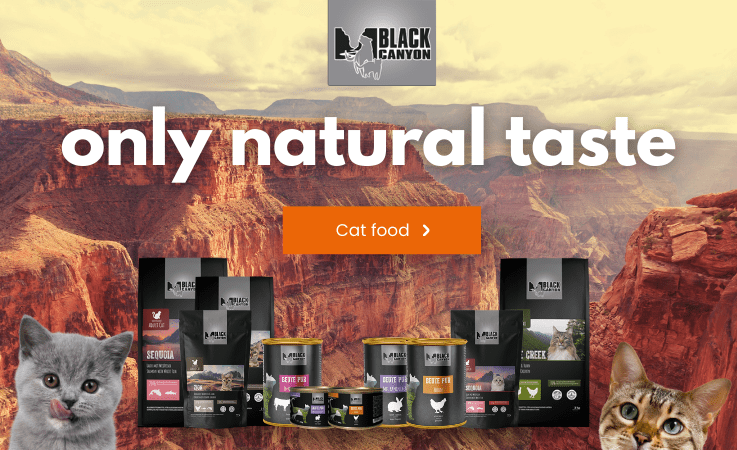 Baner główny kot EN